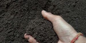 Vermicompost Manure