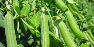 Fresh Green Peas