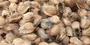 Semi Husked Coconut