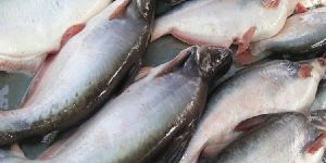 INDIAN BASA BONELESS FILLET