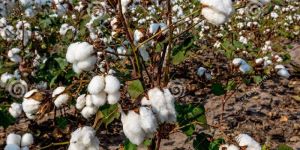 Raw Cotton