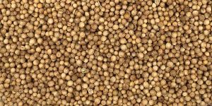 Coriander Seeds