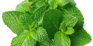 Mint Leaves