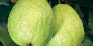 GODAVARI GUAVA