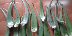 Fresh Aloe Vera Leaves