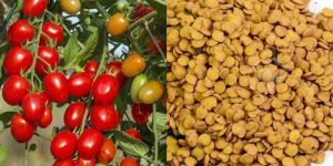 Organic Tomato Seeds