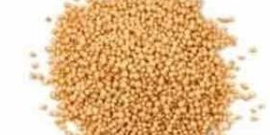 Amaranth Seed
