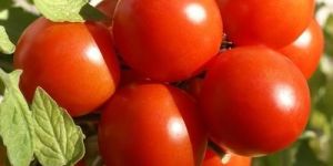 Organic Tomato Seed