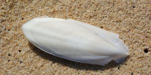 Cuttlefish Bone