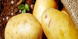 Potato
