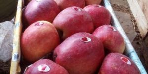 Kashmir Apple Fruits