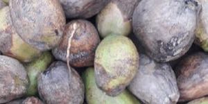 Fully Husked Coconut