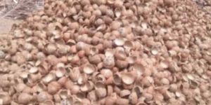 Coconut Shell