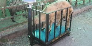 Animal Weighing Machine