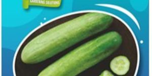 Cucumber Seeds