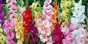 Gladiolus Flower Bulbs