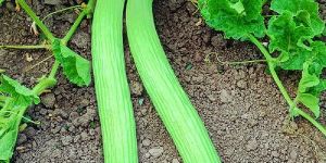 Long Melon Seeds