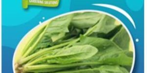 Spinach Seeds