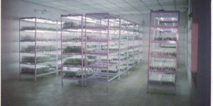 Tissue Culture Rack