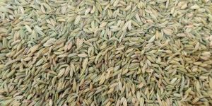 Dried Fennel Seed