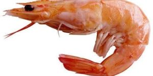 Frozen Sea Shrimp