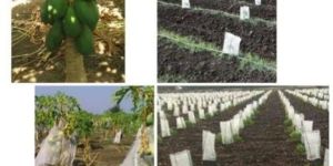 Papaya Plant Crop Cover