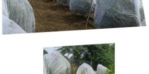 Pomegranate Tree Crop Cover