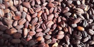 Jojoba Seeds