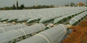 Low Tunnel Polyethylene Sheet