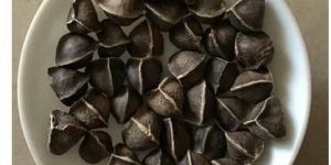 Moringa Seeds without Wing