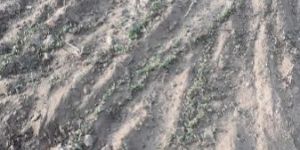 Dried Fenugreek Leaves