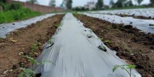 Mulching Paper
