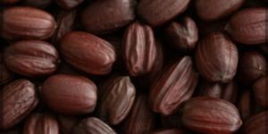 Palayan Jojoba Seeds