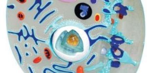 Animal Cell Model