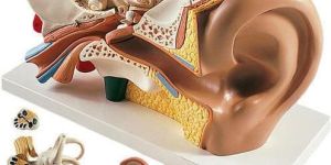 Ear Model