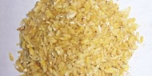 Maize Germs