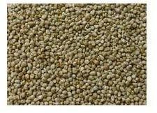 Millet Seed