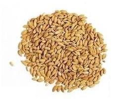 Paddy Grain