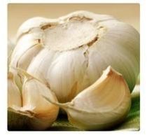 Garlic Extract