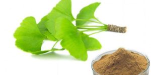 Ginkgo Biloba Extract Powder