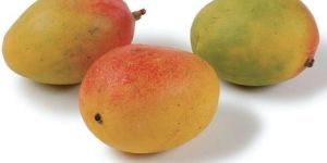 Wild Mango Seed Extract
