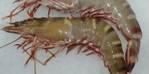 Frozen Black Tiger Shrimp
