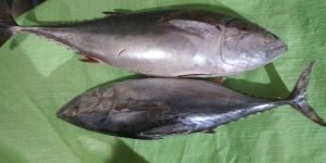 Frozen Bonito Tuna Fish