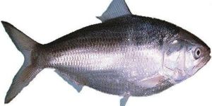 Frozen Hilsa Fish