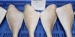 Frozen Leather Jacket Fish