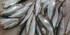 Frozen Sardine Whole Round Fish