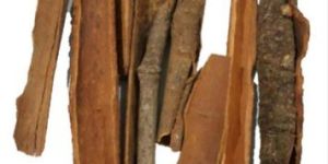 Cinnamon Dalchini