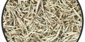 Darjeeling White Tea