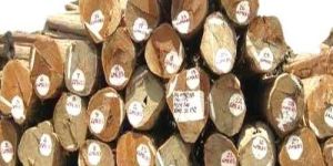 Teak Wood Logs