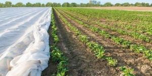 Non Woven Crop Cover